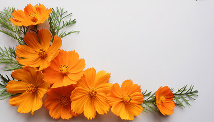 Orange Flora Cosmos Arrangement Flat Lay Postcard Style