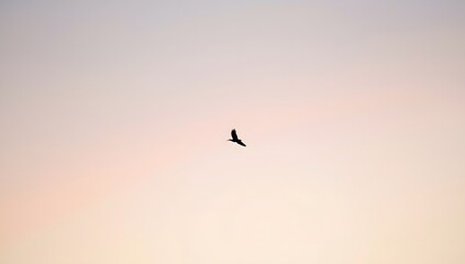Fototapeta premium Silhouette of a Bird in Flight Against a Soft Colorful Sky