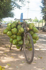 India, Karnataka, Mysuru. A small Local Coconut Vendor Selling Coconuts on Bicycle. 