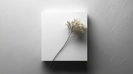 delicate white dried flower sprig on a minimalist square white panel casting a soft shadow, serene and contemplative mood