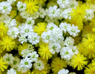 ミモザの黄色とカスミソウの白の組み合わせ