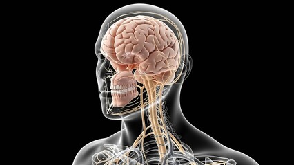 Detailed view of human nervous system highlighting the brain and spinal cord in a transparent body