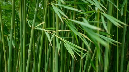 Obraz premium culm. Bamboo stalks bending in strong wind, natural green tones with a motion blur effect. gardening catalogs, home-decor guides, designed for gardening and botanical catalogs.