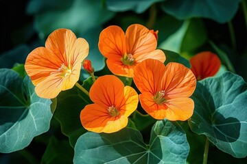 close-up of vibrant orange nasturtium flowers with round green leaves bathed in warm sunlight, cheerful and fresh garden scene