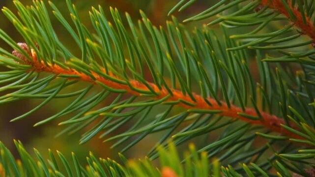 Close-up of pine leaf pattern with smooth movement and bright colors footage