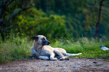 Relaxing Dog in Sagada Nature