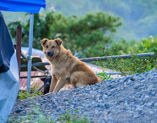 Stray Dog Sitting on Rocky Slope Near Makeshift Shelter