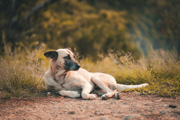 Relaxing Dog in Sagada Nature