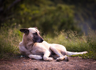 Relaxing Dog in Sagada Nature