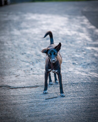 Curious Black Stray Puppy Standing on a Road