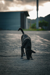 Black Puppy Picking Up a Stick on the Road