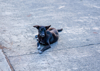 Black Stray Dog Lying on a Concrete Road in Sagada