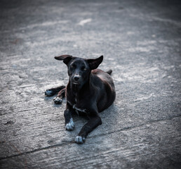 Black Stray Dog Lying on a Concrete Road in Sagada