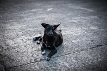 Black Stray Dog Lying on a Concrete Road in Sagada