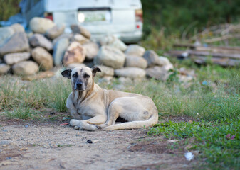 Stray Dog Resting on Dirt Road Near Old Vehicles