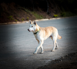 Dog Walking on Quiet Rural Road in Sagada