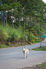 Dog Walking on Quiet Rural Road in Sagada