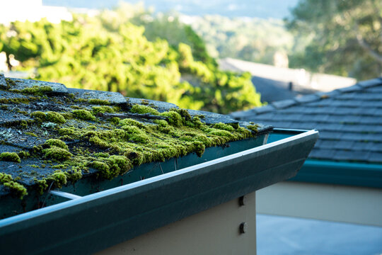 Moss growing on a dark asphalt shingle roof and in a gutter