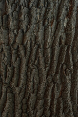 Detailed Close-Up Texture of Natural Tree Bark on Wood Surface.