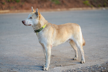 Dog Standing on Empty Road in Sagada