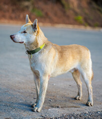 Dog Standing on Empty Road in Sagada