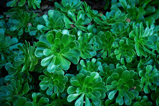 Vibrant green succulent plants forming a dense, lush carpet in natural light