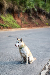 Dog Sitting on Road in Sagada