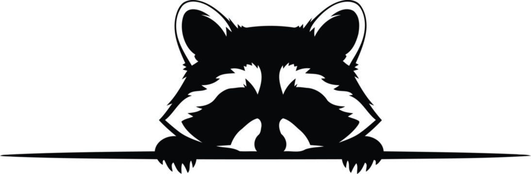Cute peeking raccoon head with paws over horizontal line