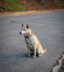 Dog Sitting on Road in Sagada