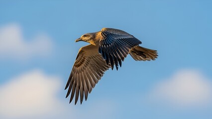 Fototapeta premium Eagle Soaring High in the Sky with Wings Spread