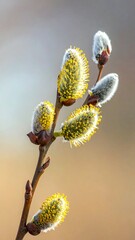 Close-up of delicate catkin blossoms on a thin branch