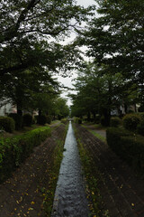 Obraz premium Serene canal pathway lined with trees and manicured bushes in a Japanese town