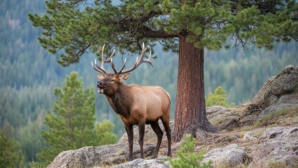 Majestic Elk Standing in Forest Wilderness Landscape