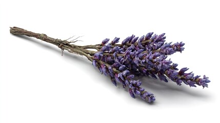 Fresh Lavender Sprigs Isolated on White Background