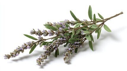 Fresh Lavender Sprigs Isolated on White Background
