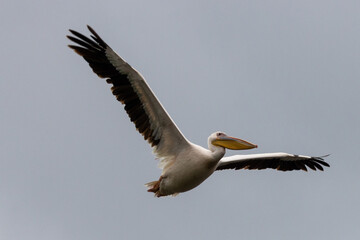 Great White Pelican soaring above Lake Nakuru National Park in Kenya Africa KEN