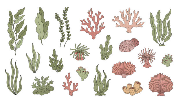 Flat seaweed and coral vector illustration set in doodle style isolated on white background