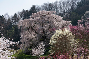 大宇田の又兵衛桜