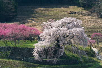 大宇田の又兵衛桜