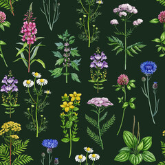 Medicinal wildflowers and herbs seamless pattern. Hand drawn blooming chamomile, yarrow, tansy, plantain, cornflower, valerian wild healing plants watercolor illustration elements on dark background © anitapol
