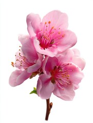 Naklejka premium Delicate Pink Cherry Blossoms With Yellow Stamen On A White Background