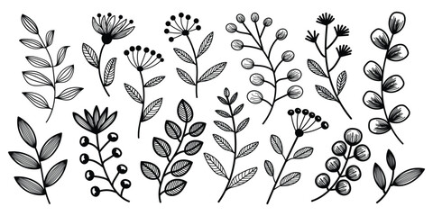 Hand drawn set of various botanical elements including leaves, flowers, and berries © arnno_paul03