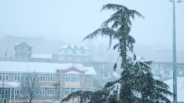 4K Slow motion shot of snowfall in front of Pine tree during a winter storm as seen from Sangla village in Kinnaur district, Himachal Pradesh, India. Scenic view of snow falling in village.
