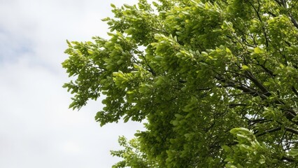Upward view of tree branches and vibrant green foliage against a cloudy sky