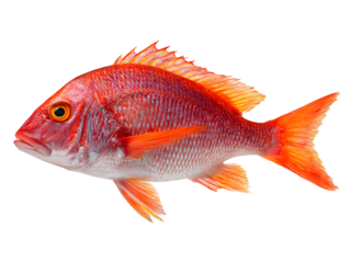 Bright red fish with orange fins isolated on white background