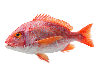 Bright red fish with orange fins isolated on white background