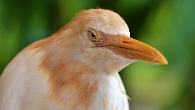 portrait of a catle egret, adult bird, during mating season