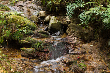Forest spring water, healing clean water resources, environment, ecology