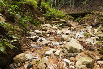 Forest spring water, healing clean water resources, environment, ecology