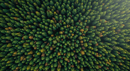 Forest Canopy Aerial View Dense Green Trees Woodland Nature Scenery. Top Down Greenery Over Head